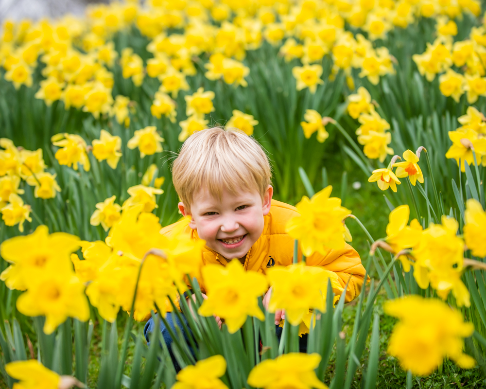 Amos hiding in daffodils, Botanical Gardens Sheffield family portraits