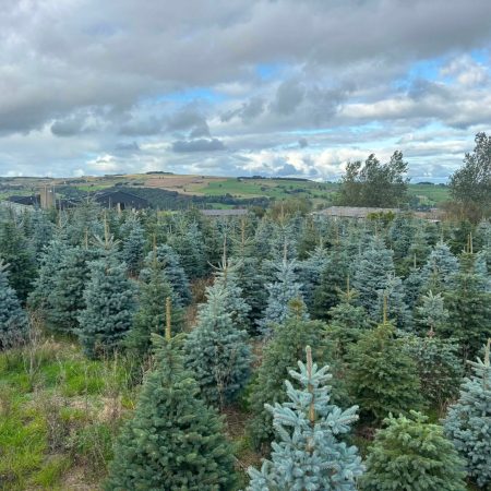 8b - Sheffield Christmas tree mini sessions - 7th November 2026